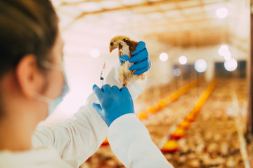 Wall Mural - Veterinarian giving medical treatment to a chicken in chicken farm.