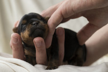 Newborn Yorkshire Terrier Puppy