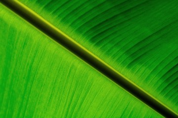 Wall Mural - green banana leaves texture. - background.