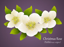 White Christmas Roses Hellebore Isolated On Violet Background. Vector Illustration.