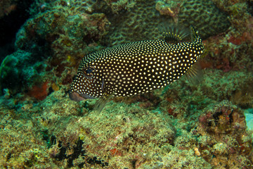 Female white-spotted Boxfish, Ostracion Meleagris