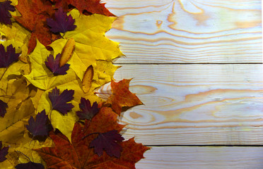 Autumn maple leaves over old wooden background with copy space. Leaves of maple, hawthorn, aspen, mountain ash