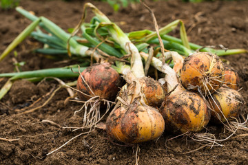 Freshly dug onion bulbs