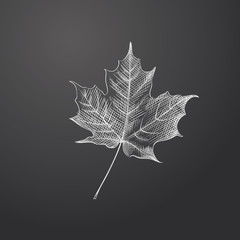 hand drawn maple leaf sketch symbol isolated on chalkboard. vector autumn element in trendy style
