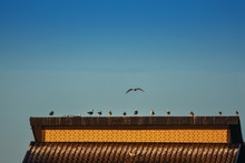 Seagulls Sitting On The Roof