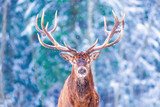 Fototapeta Zwierzęta - Winter wildlife landscape with noble deers Cervus Elaphus. Deer with large Horns with snow on the foreground and looking at camera. Natural habitat. Artistic Christmas background.