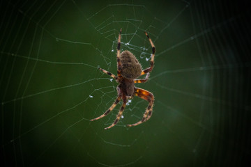 Spider