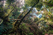 inside forest - laurel  trees inside cloud forest, Tenerife