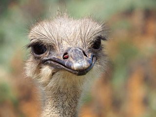 Portrait of a cute ostrich