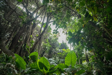 Wall Mural -  jungle or rainforest, inside tropical forest environment