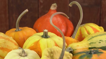 Wall Mural - closeup of rotating winter squash and ornamental gourd with long stems 