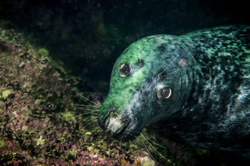 Canvas Print - Grey seal swimming underwater at Bonaventure Island in Canada