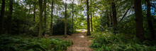 Forest Trail Path Green Lush Summer Panoramic Image