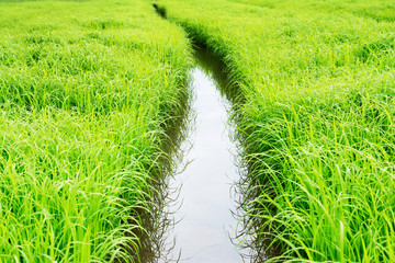 Wall Mural - Closeup rice seedlings field with water background