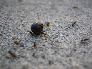 beetle on stone