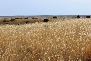 Oklahoma Mesa Landscape