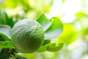 Lemon tree, lemon,