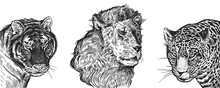 Realistic Portrait Of African Animals Lion, Tiger And Jaguar. Vintage Engraving. Black And White Hand Drawing. Vector