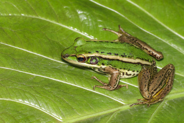 Wall Mural - Image of paddy field green frog or Green Paddy Frog (Rana erythraea) on the green leaf. Amphibian. Animal.