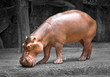 Hippos are relaxing in the natural atmosphere of the zoo.