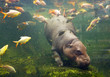 Hippopotamus swimming with fish.