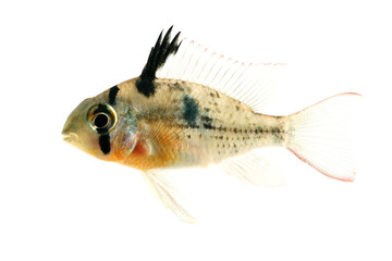 Poster - Bolivian Ram Cichlid isolated