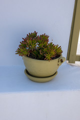 succulent in a pot