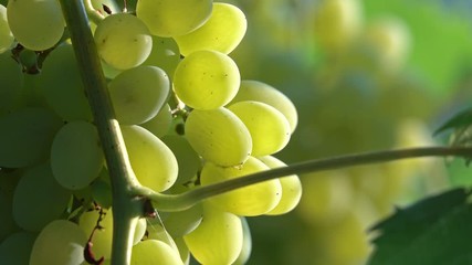 Wall Mural - Bunch of ripe grapes on a branch in the rays of the backlit light of the sun, 4k