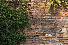 Ancient Brick Wall With Ivy Twigs Climbing On It. Vintage Background.