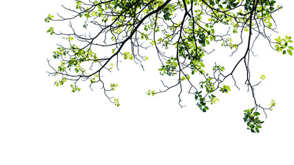 Wall Mural - Green leaf and branches on white using as background and wallpaper.