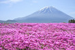 Fuji Mountain and pink moss (shibazakura) in Yamanashi, Japan.