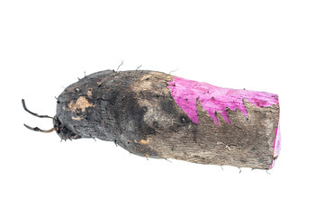 Fresh purple yam on white background