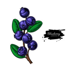 Blueberry vector drawing. Isolated berry branch  on white backgr