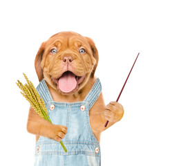 Poster - puppy farmer holding a bunch of wheat and pointing stick. Isolated on white background