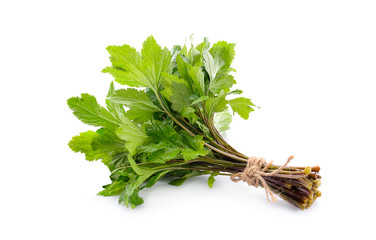 Poster - White mugwort isolated on white background.