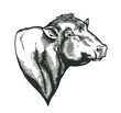 Head of bull of dangus breed drawn in vintage woodcut style. Farm animal isolated on white background. Vector illustration for agricultural market identity, products logo, advertisement.