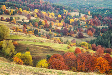 Amazing Autumn View With Horses On A Meadow In The Rhodope Mountains, Bulgaria