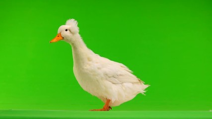 Canvas Print - duck quack on a green screen