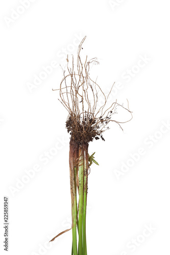 Fotografija The roots of a nutsedge weed with dirt
