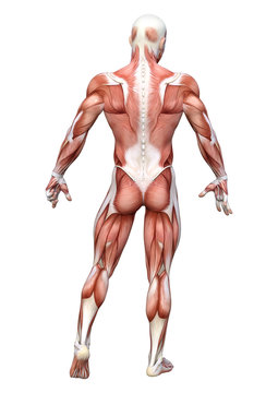 3D Rendering Male Anatomy Figure on White