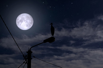 Wall Mural - Stork at night on a lantern, the background of the full moon and the starry sky