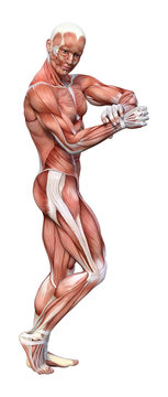 3D Rendering Male Anatomy Figure on White