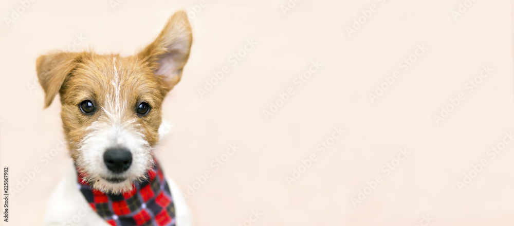 Funny cute pet dog puppy listening with ear - web banner with copy space - obrazy, fototapety, plakaty 
