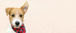 Funny cute pet dog puppy listening with ear - web banner with copy space