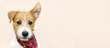 Funny Cute Pet Dog Puppy Listening With Ear - Web Banner With Copy Space