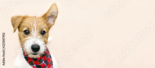 Cuadros en Lienzo Funny cute pet dog puppy listening with ear - web banner with copy space