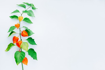 Wall Mural - Orange Flower of physalis alkekengi isolated