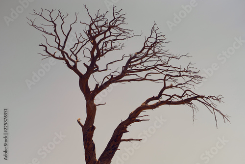 Fotografia, Obraz tree with branches against the sky shaped brain