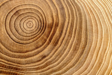 Wood Cross Section. Natural Wooden Background Image With Annual Age Rings.