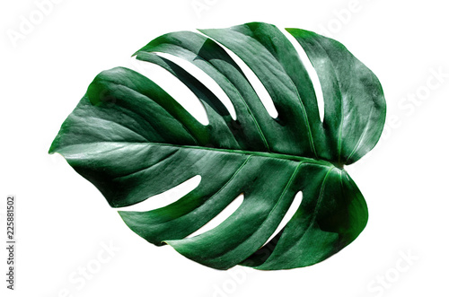 lisc-monstera-izolowac-na-bialym-tle